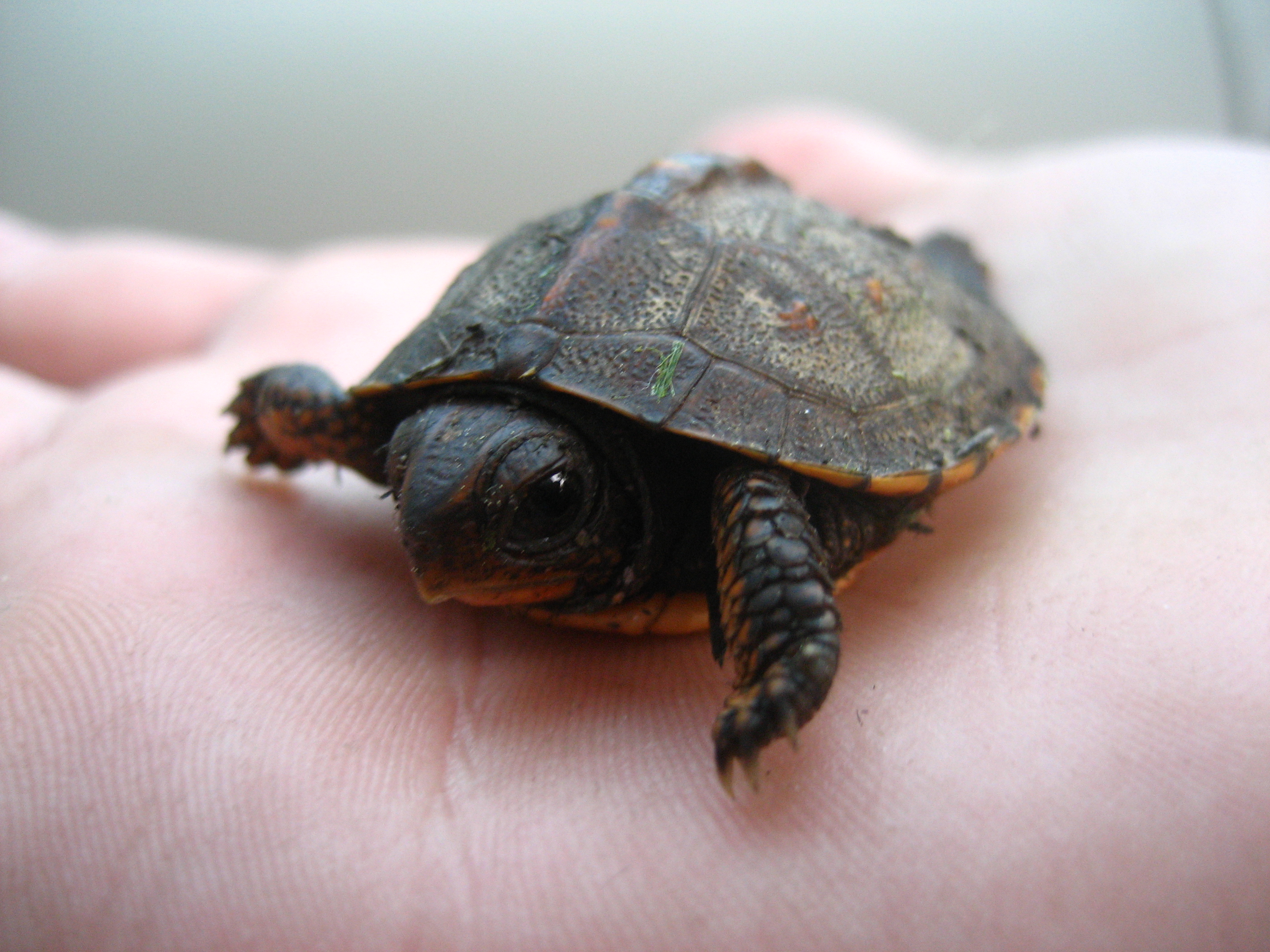turtle